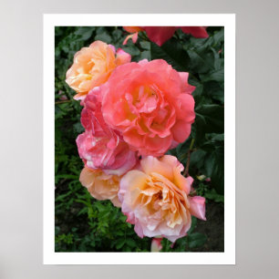 Póster Poster de rosas rosadas