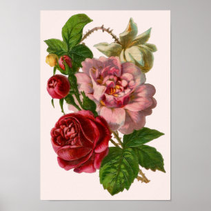 Póster Poster de Rosas victorianos