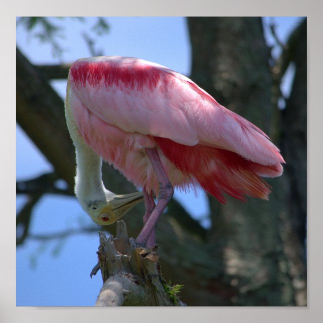 Póster Poster de Roseate Spoonbill (Frente)