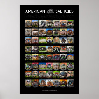 Póster poster de "salticismo americano" con araña saltand