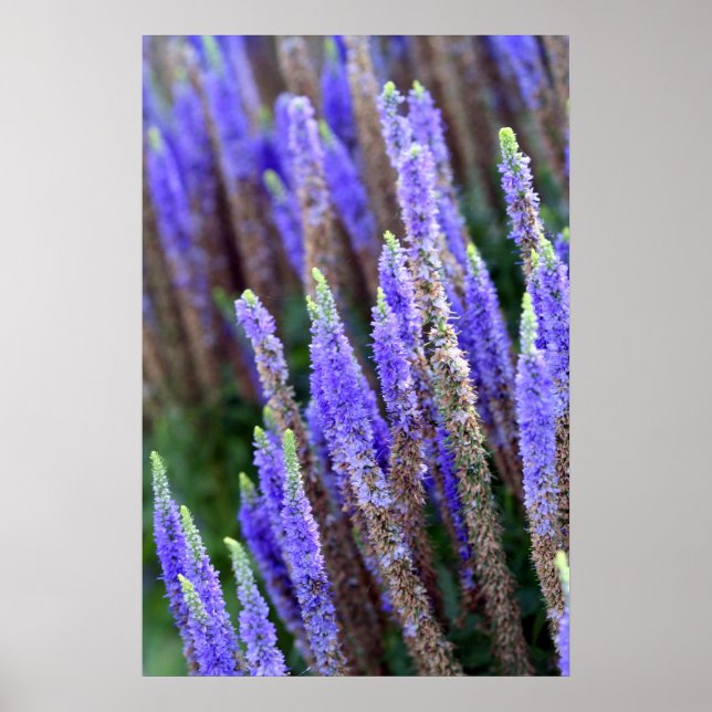 Póster Poster de Salvia (Frente)