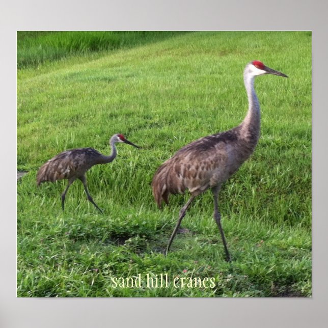 Póster Poster de Sand Hill Cranes (Frente)