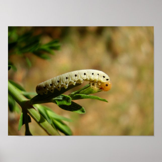 Póster Poster de Sawfly Larvae (Frente)