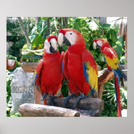 Póster Poster de Scarlet Macaws