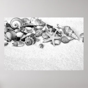 Póster Poster de Seashells