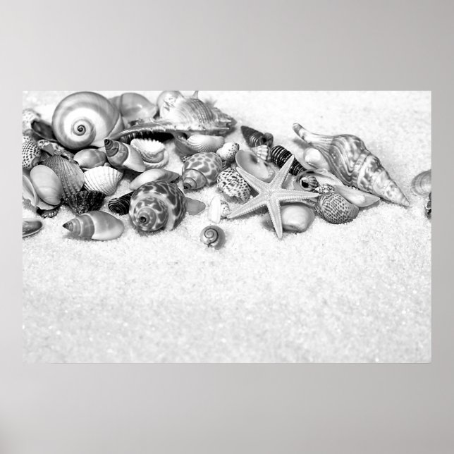 Póster Poster de Seashells (Frente)