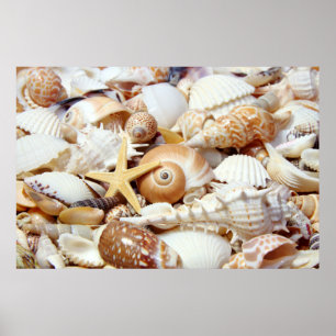 Póster Poster de Seashells