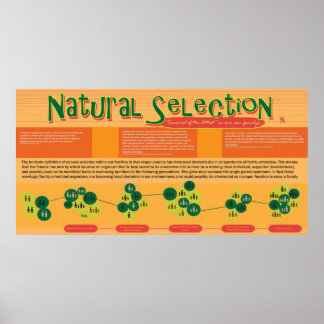 Póster Poster de selección natural