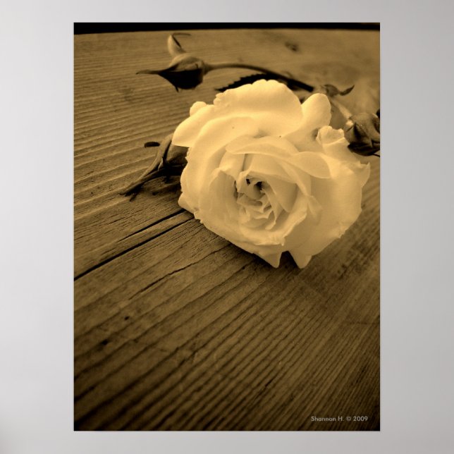 Póster Poster de Sepia Rosa Blanca Vintage (Frente)
