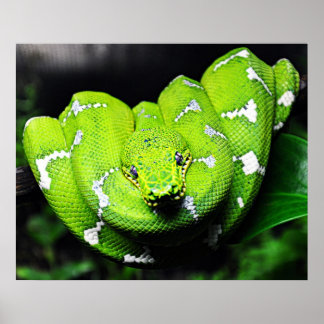 Póster Poster de serpiente boa verde grande