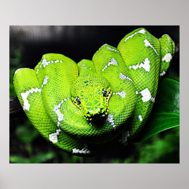 Póster Poster de serpiente boa verde grande (Frente)