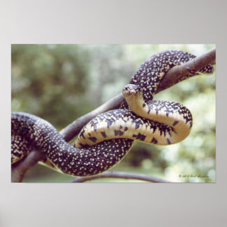 Póster Poster de serpiente del rey abatido