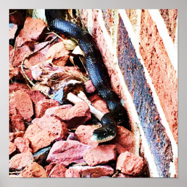 Póster Poster de serpiente rata oriental