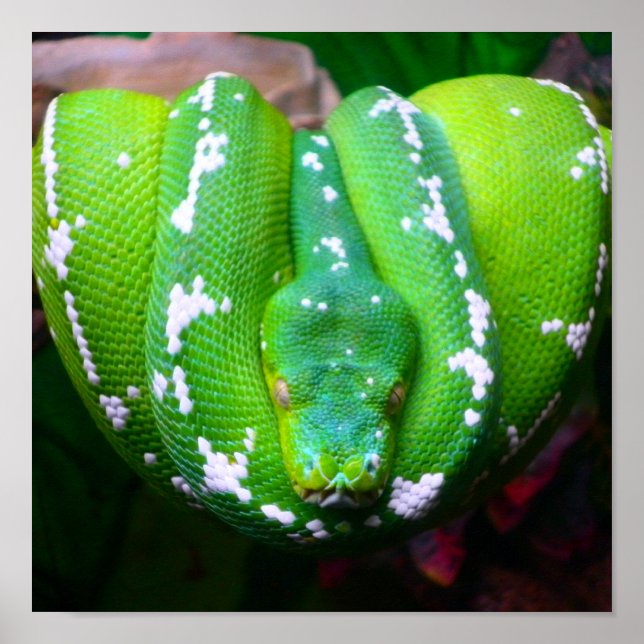 Póster Poster de serpiente verde (Frente)