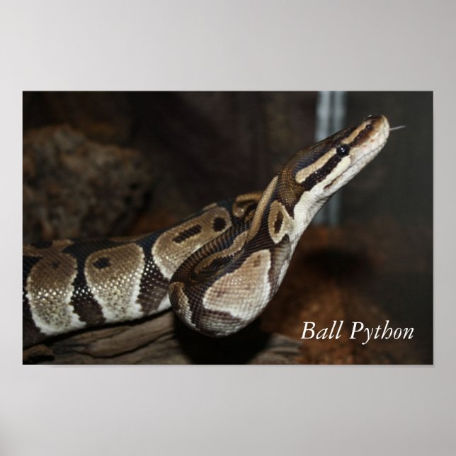 Póster Poster de serpientes (Ball Python) (Frente)