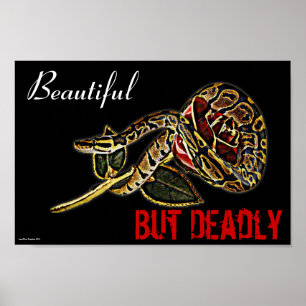 Póster Poster de serpientes de Ball Python