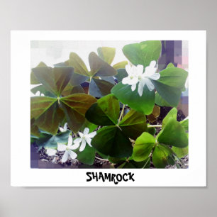 PÓSTER POSTER DE SHAMROCK