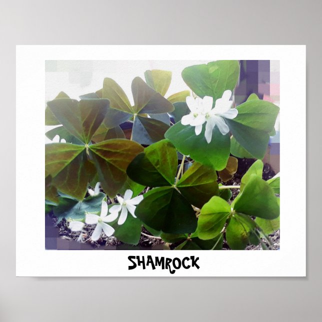 PÓSTER POSTER DE SHAMROCK (Frente)