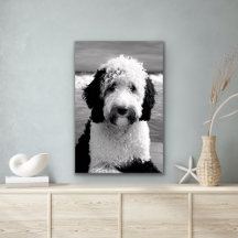 Poster de Sheepadoodle Blanco y Negro