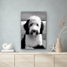 Póster Poster de Sheepadoodle Blanco y Negro