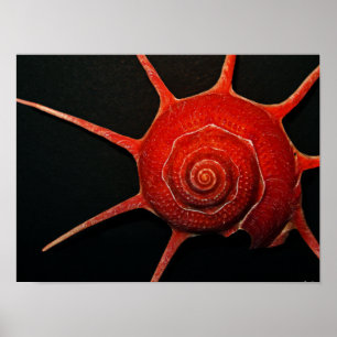 Póster Poster de Shell de estrella japonesa