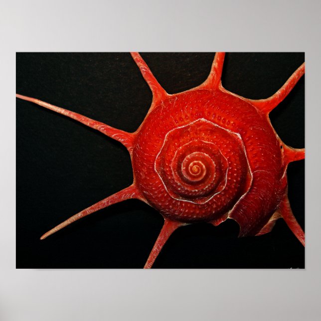 Póster Poster de Shell de estrella japonesa (Frente)