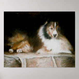 Póster Poster de Sheltie