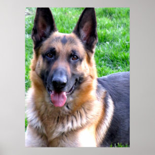 Póster Poster de Shepherd de Alemania