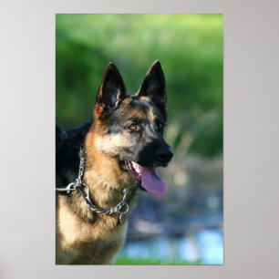 Póster Poster de Shepherd de Alemania
