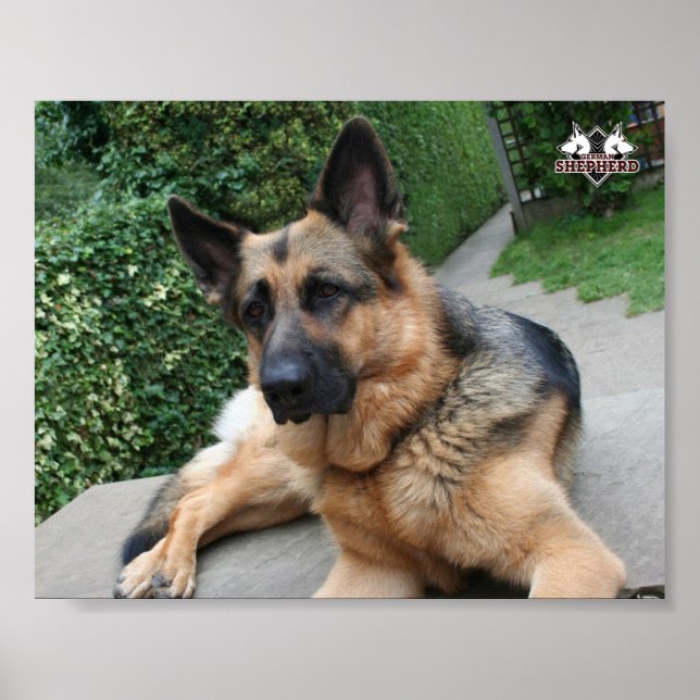 Póster Poster de Shepherd de Alemania (Frente)