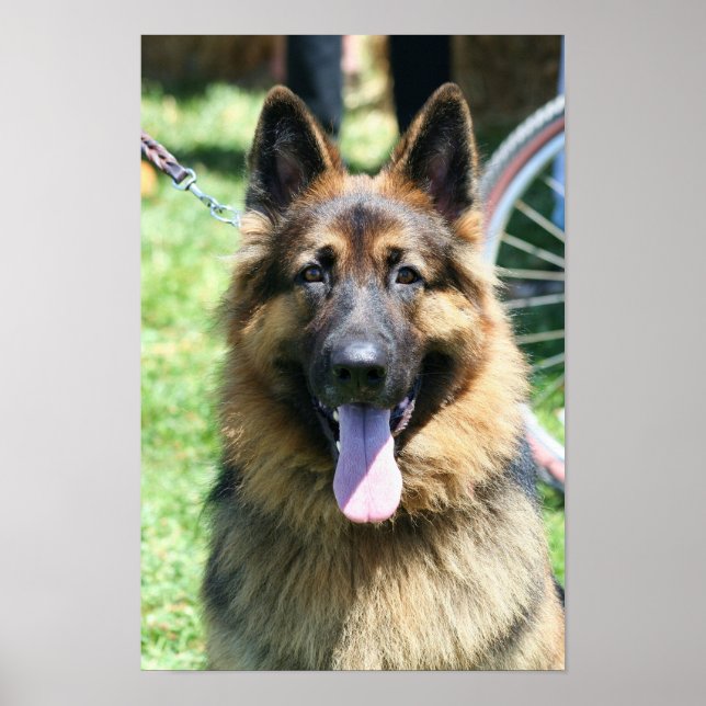 Póster Poster de Shepherd de Alemania (Frente)