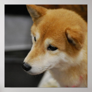 Póster Poster de Shiba Inu