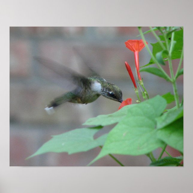 Póster Poster de Sips de garganta (Frente)