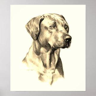 Póster Poster de sketch Ridgeback de Rhodesian Ridgeback