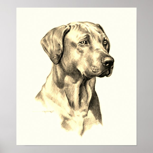 Póster Poster de sketch Ridgeback de Rhodesian Ridgeback (Frente)