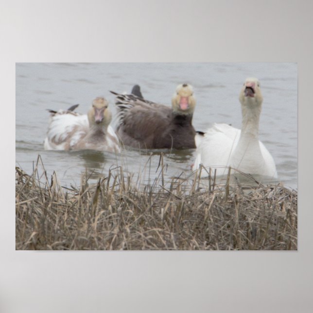 Póster Poster de Snow Geese (Frente)