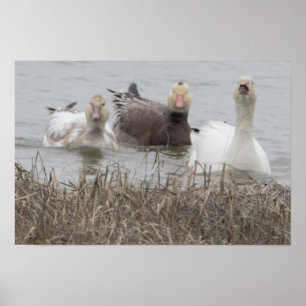 Póster Poster de Snow Geese
