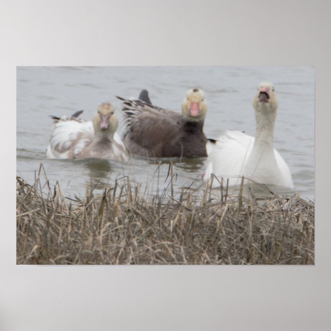 Póster Poster de Snow Geese (Frente)