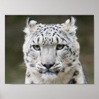 Poster de Snow Leopard