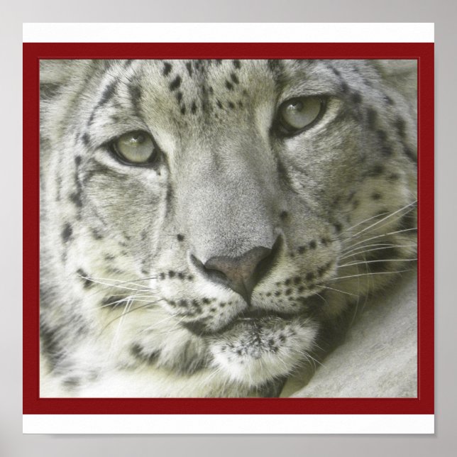 Póster Poster de Snow Leopard (Frente)