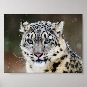 Póster Poster de Snow Leopard