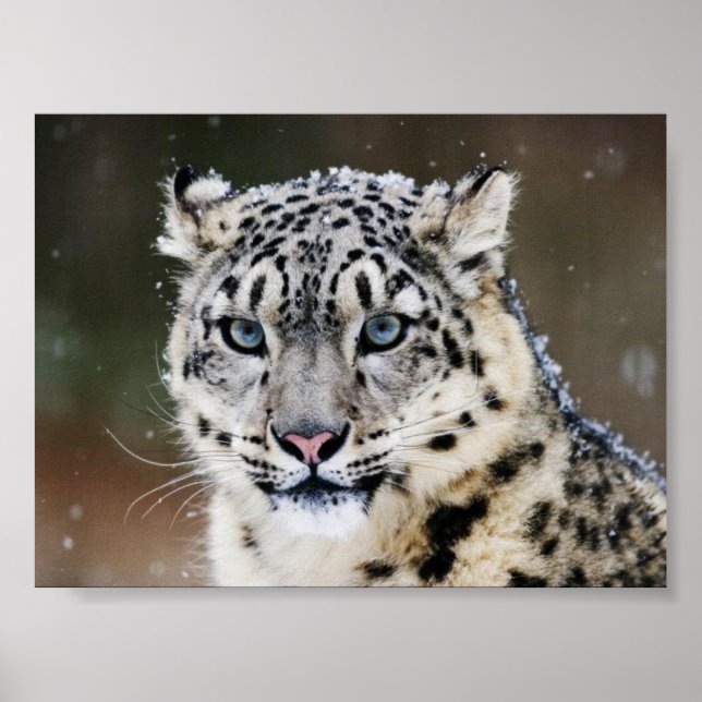 Póster Poster de Snow Leopard (Frente)