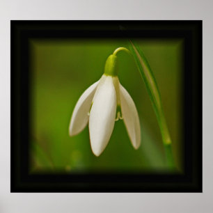 Póster Poster de Snowdrop