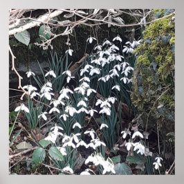 Póster Poster de Snowdrop