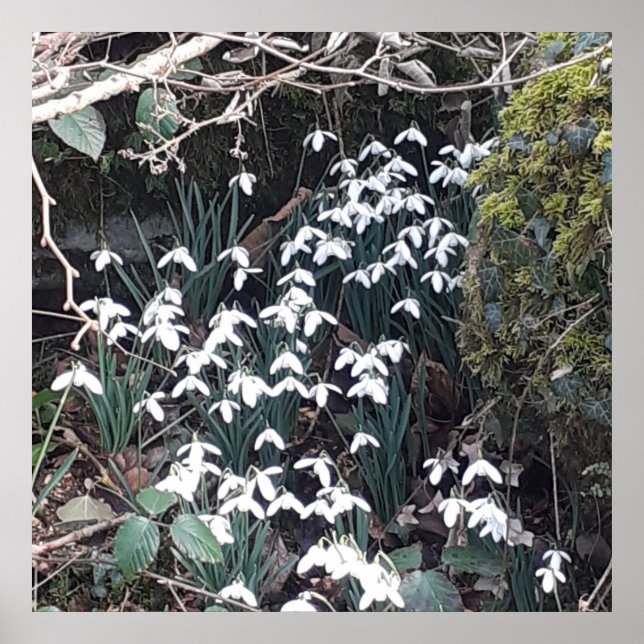 Póster Poster de Snowdrop (Frente)