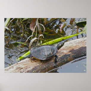 Póster Poster de sol de tortuga pintada