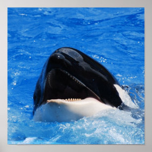 Póster Poster de sonidos de ballena