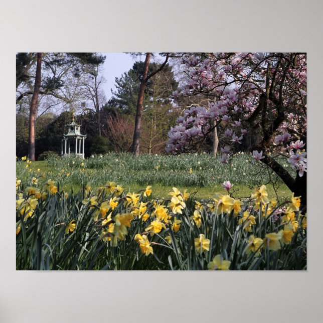 Póster Poster DE SPRING DAFFODIL GARDEN (Frente)