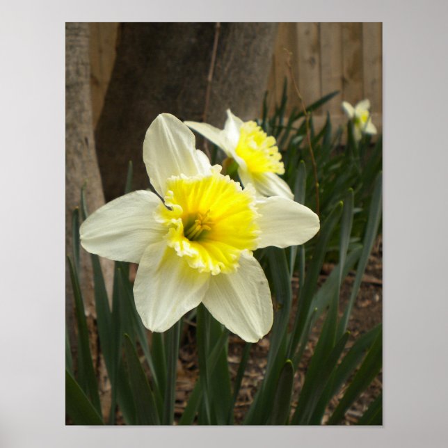 Póster Poster de Spring Daffodils (Frente)