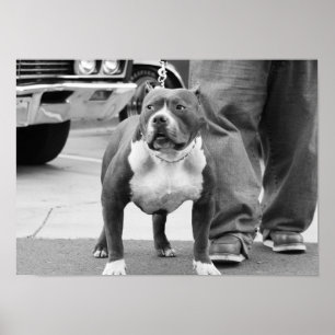 Póster Poster de Staffordshire Terrier americano